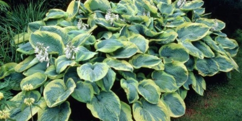 Hosta francis williams (france williams): fotografija i opis sorte